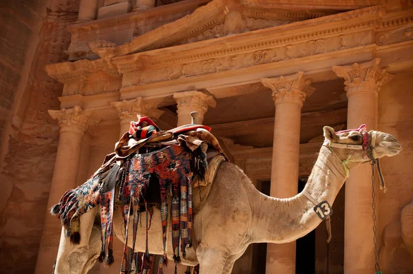 Καμήλα κατά του δημοσίου — Φωτογραφία Αρχείου