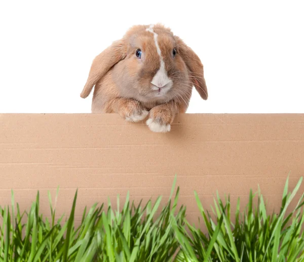 Karton ile küçük tavşan — Stok fotoğraf