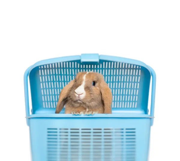Mały królik w koszyku — Zdjęcie stockowe