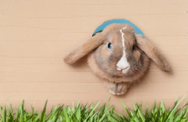 Lilla kaninen i hålet — Stockfoto