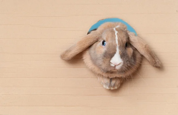 Lilla kaninen i hålet — Stockfoto