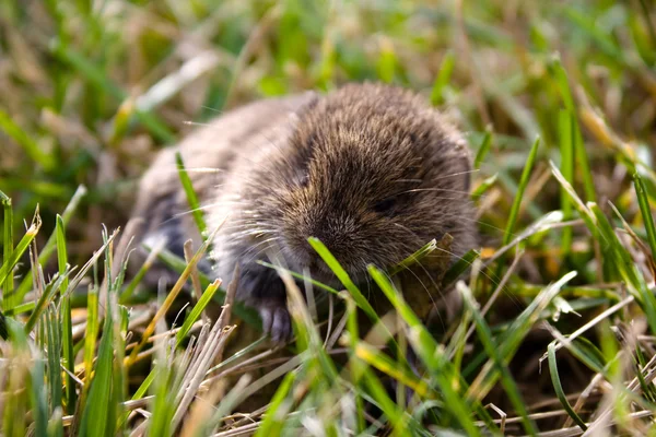 stock image Real mouse in the grass