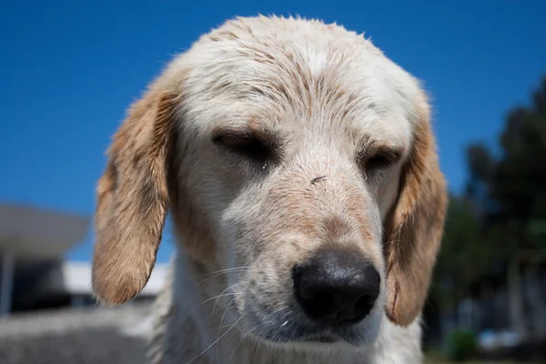 Triste cachorro —  Fotos de Stock