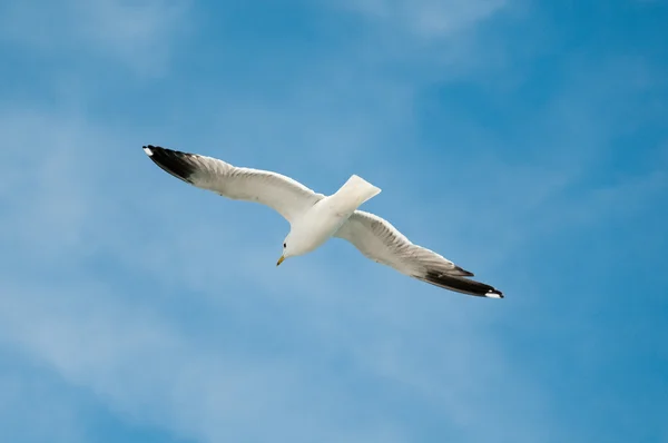 Sea gull against blue sky — Stock Photo, Image