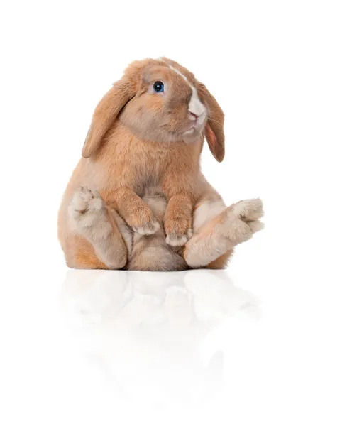 Маленький кролик сидит — стоковое фото