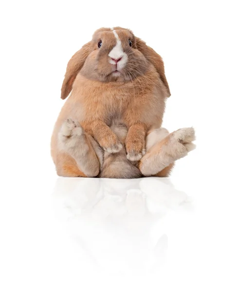 Oturan küçük tavşan — Stok fotoğraf