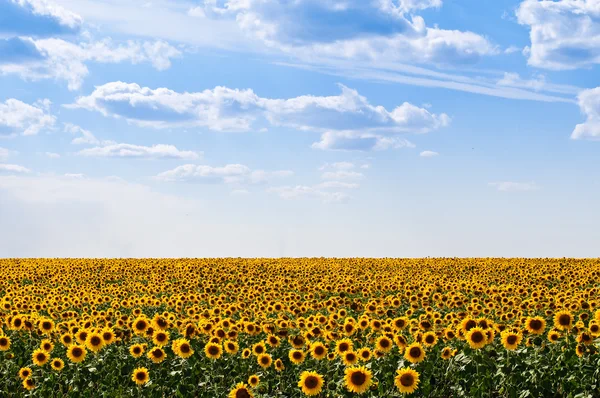 stock image Sunflowers