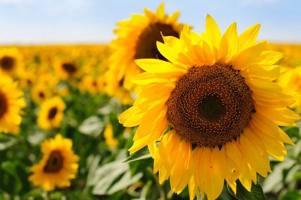 stock image Sunflowers