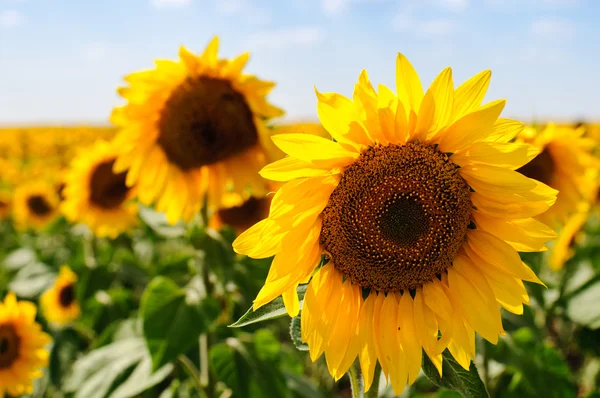 stock image Sunflowers