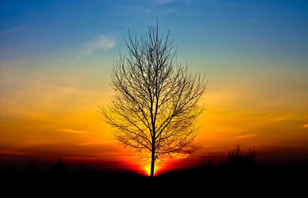 Ağaç sunset — Stok fotoğraf