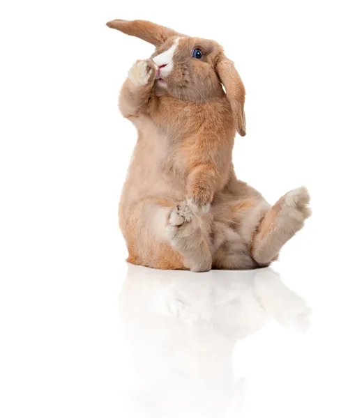 Удивлённый маленький кролик сидит — стоковое фото