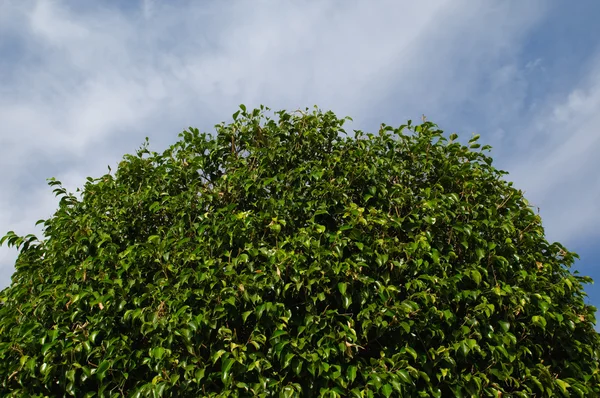 Korona drzewa — Zdjęcie stockowe
