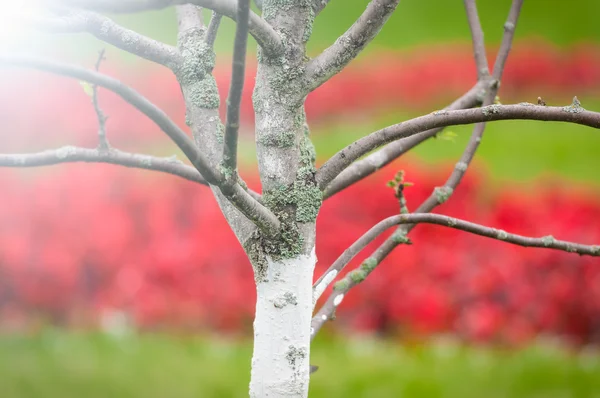 Tree and flowers in background. — Stock Photo, Image