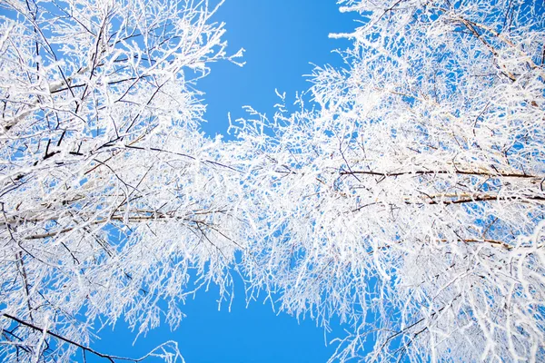 Kış ağaçlar kron ve gökyüzü — Stok fotoğraf