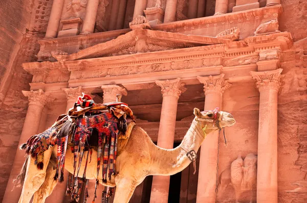Camelo contra tesouro Fotografias De Stock Royalty-Free