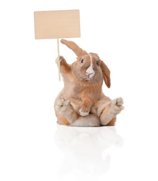 Pequeno coelhinho com sinal Imagem De Stock