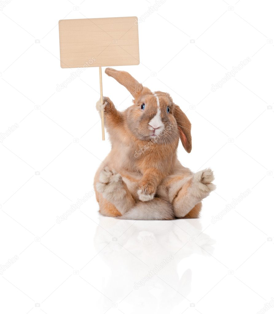 Little bunny with sign