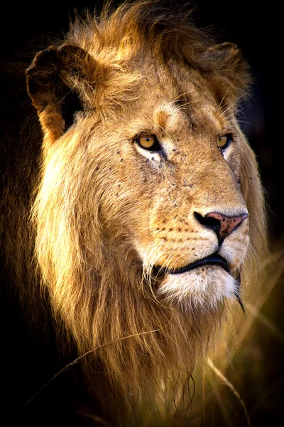 アフリカのライオン ストック写真