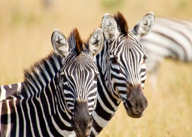 Zebras clipart