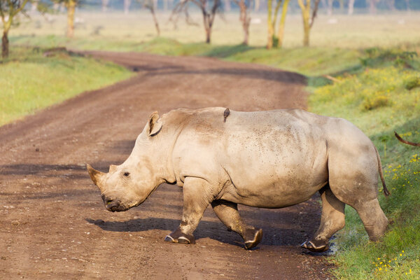 White Rhinoceros