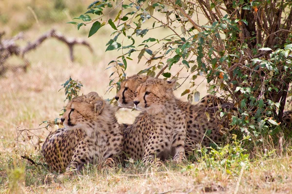 Afrických leopardů — Stock fotografie