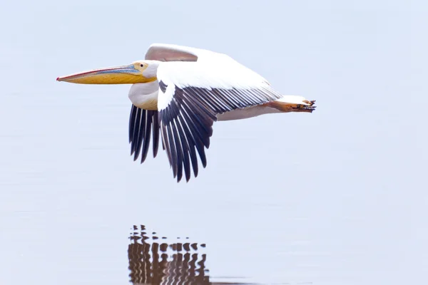 A Flying Pelican — Zdjęcie stockowe