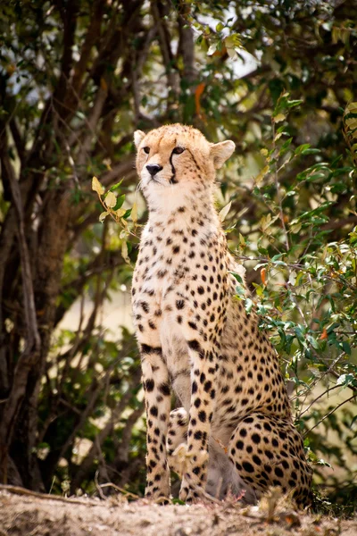 Afrikaanse leopard — Stockfoto