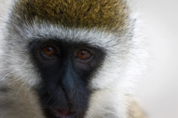 Симпатичная обезьяна 2 — стоковое фото
