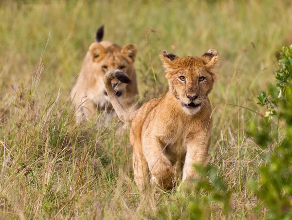 Lopende kleine Leeuw cub — Stockfoto
