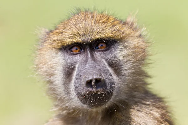 Macaco bonito 1 — Fotografia de Stock