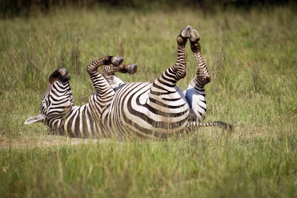 Zebra rolante — Fotografia de Stock