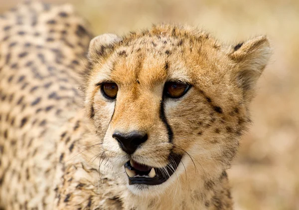 Afryki leopard Obraz Stockowy