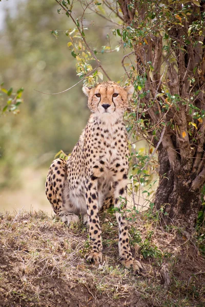 Afrikanischer Leopard Stockbild