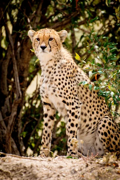 Afrikanischer Leopard Stockbild