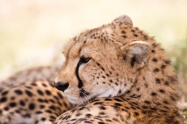 Leopardo africano Fotos de stock libres de derechos