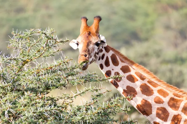 La jirafa está comiendo hojas — Foto de Stock
