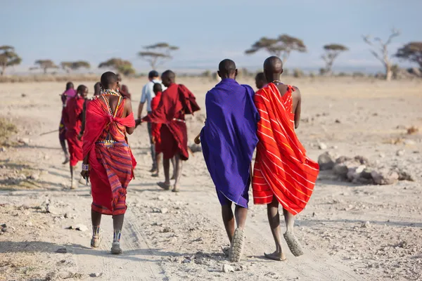 Masajští bojovníci, Keňa — Stock fotografie