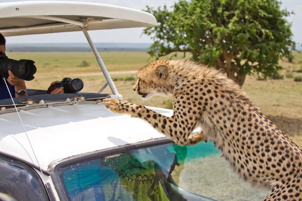 Prendre une photo pour le léopard — Photo