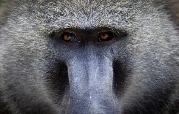 Retrato de babuíno — Fotografia de Stock