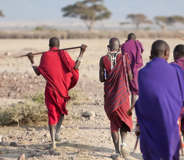 Masajští bojovníci, Keňa Stock Fotografie