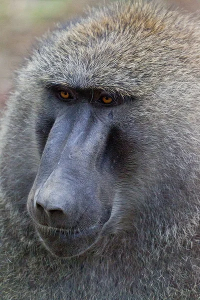 Retrato de babuíno Imagem De Stock
