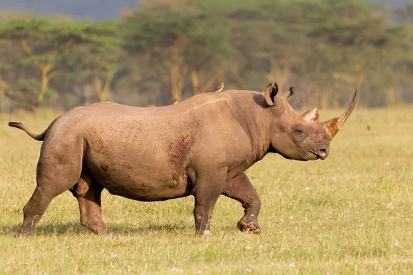 Vit noshörning Stockfoto