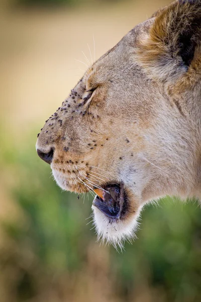 Afrika leeuw — Stockfoto