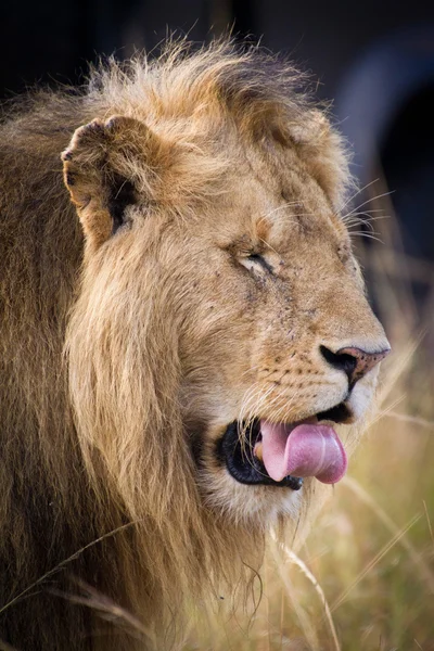 León de África —  Fotos de Stock