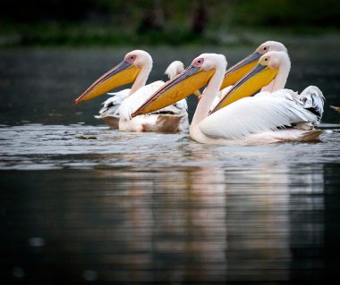 African Pelican clipart