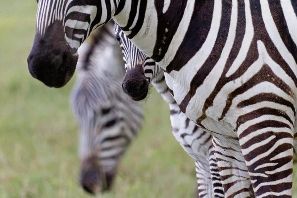 Horská zebra — Stock fotografie