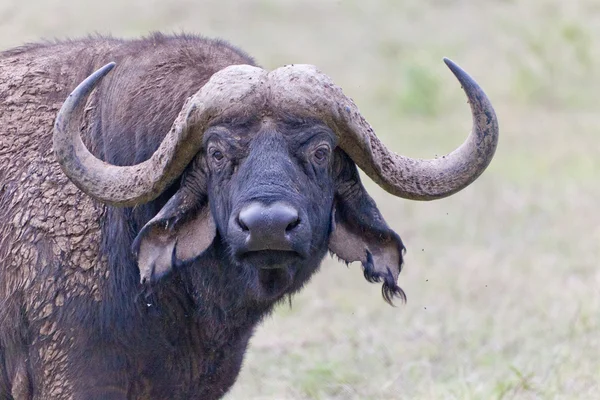 Kaapse buffels — Stockfoto