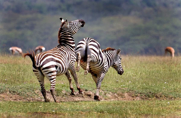 Fighting Mountain Zebras — Stock Photo, Image