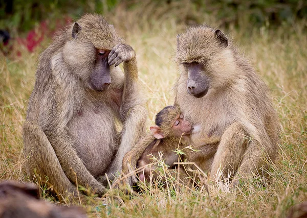 Retrato da família de macacos — Fotografia de Stock