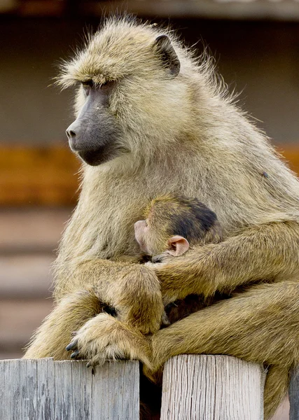 Monkey familjeporträtt — Stockfoto